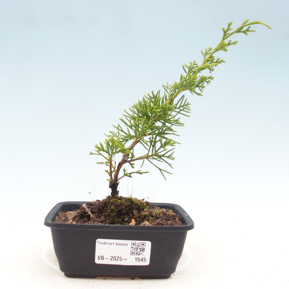 Bonsai für draußen - Juniperus chinensis Itoigawa