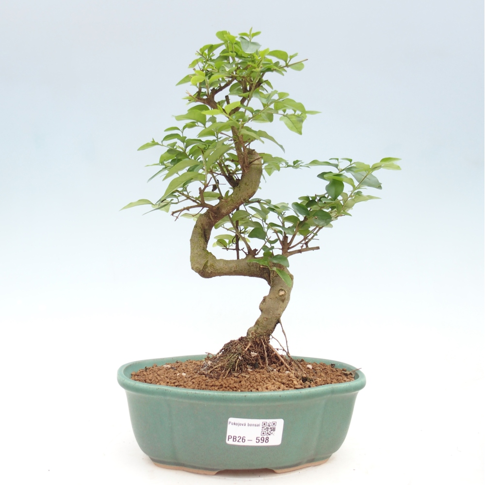 Zimmer Bonsai -Ligustrum chinensis - Vogelschnabel