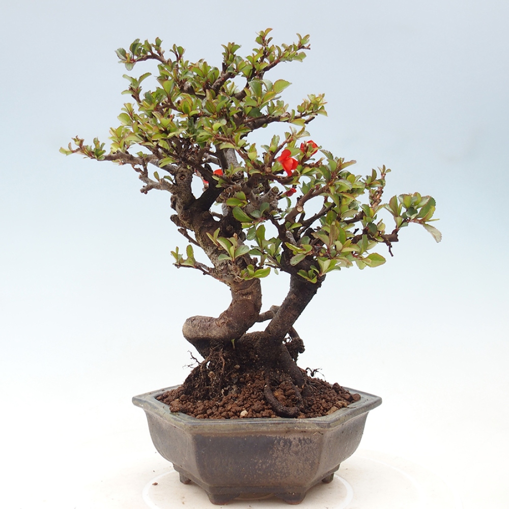 Bonsai für draußen - Chaneomeles speciosa - Quitte