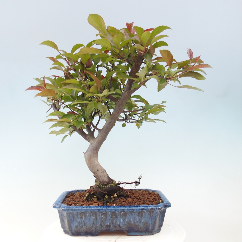 Outdoor-Bonsai -Malus domestica - Kleinfrüchtiger rotblättriger Apfelbaum