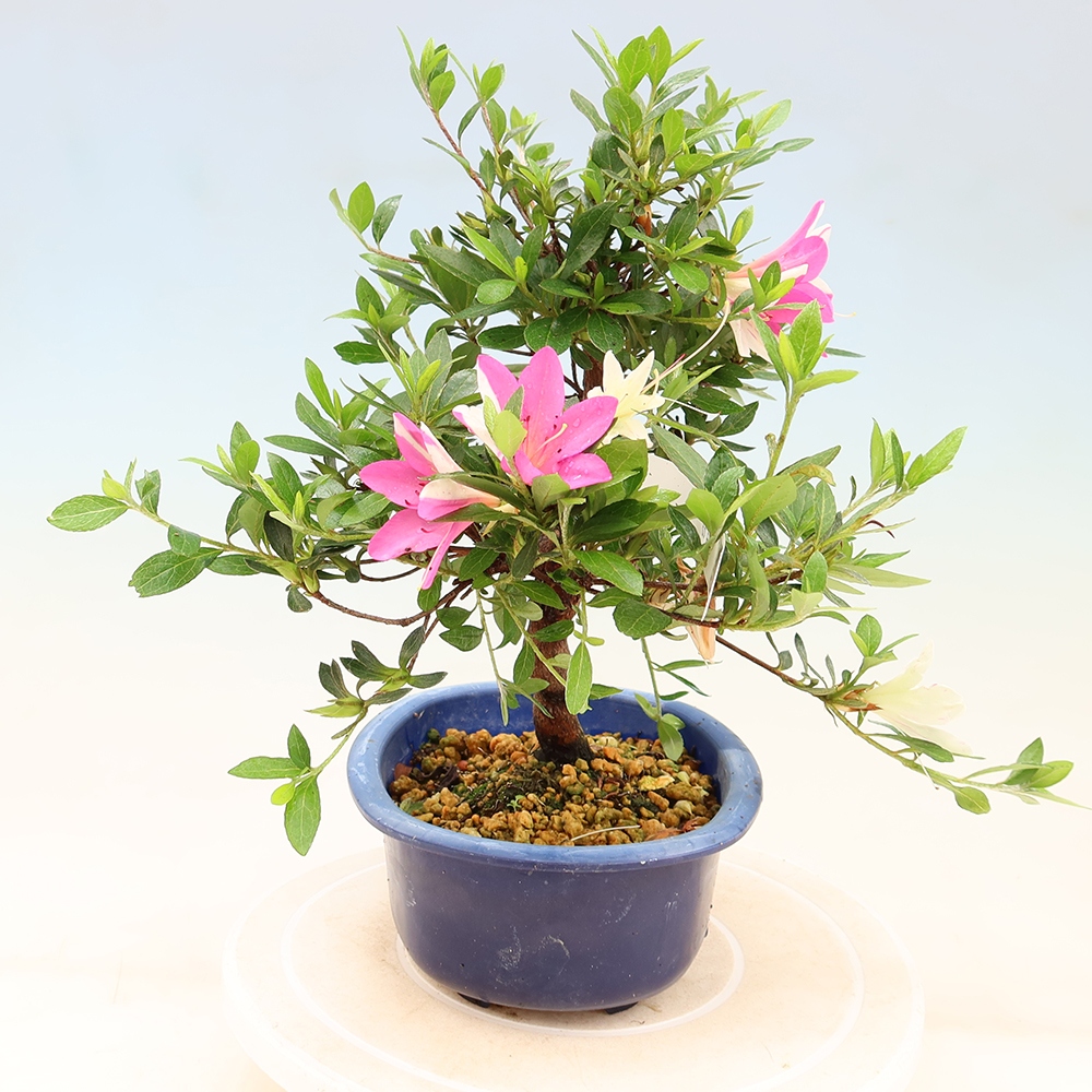 Bonsai für draußen - Japanische Azalee - Azalee Hand