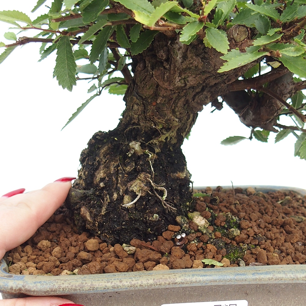 Bonsai für draußen - Zelkova - Zelkova NIRE