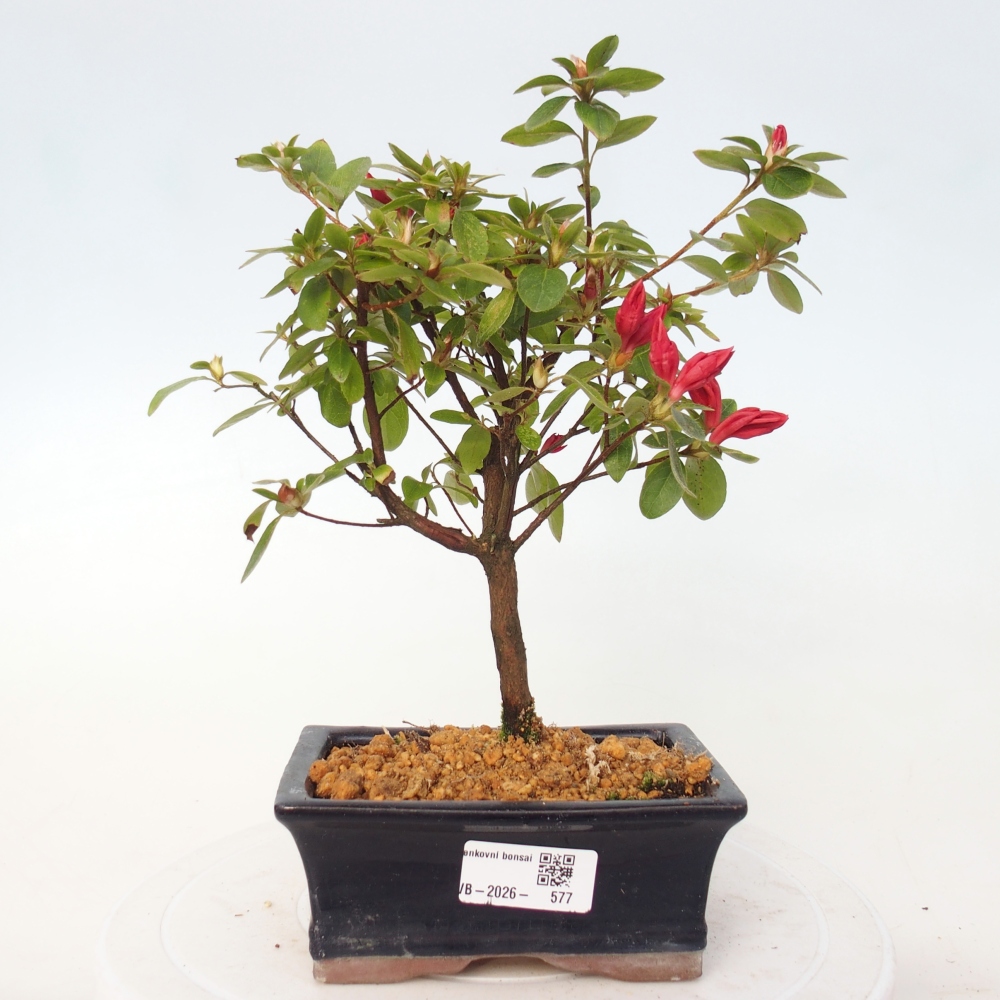 Bonsai für draußen - Japanische Azalee - Azalea sp.
