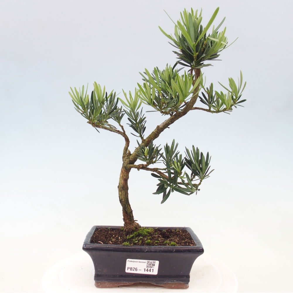 Zimmerbonsai - Podocarpus - Stein-Eibe