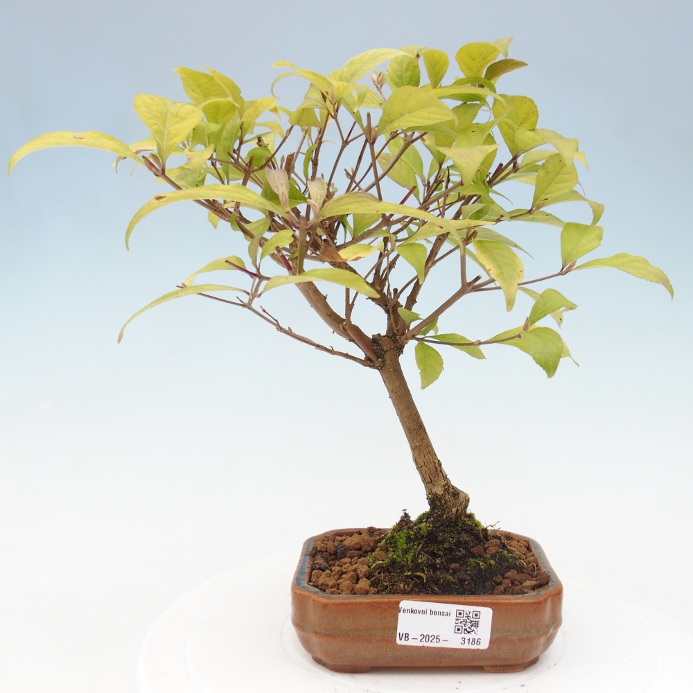 Bonsai für draußen - Callicarpa japonica