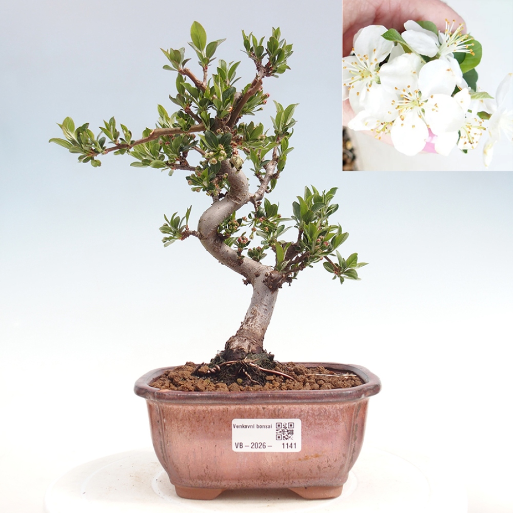 Outdoor Bonsai - Malus sargentii - Kleinfrüchtiger Apfelbaum