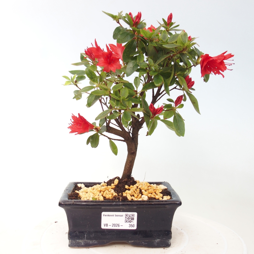Bonsai für draußen - Japanische Azalee - Azalea sp.