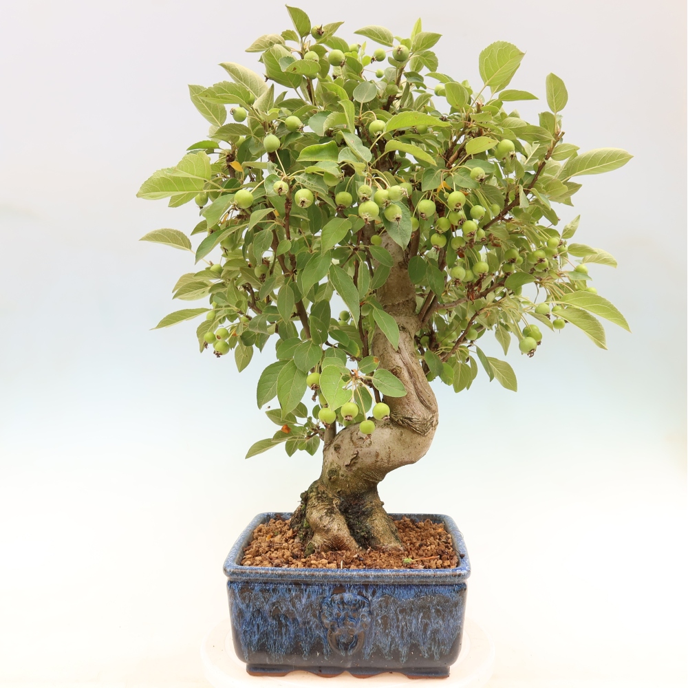 Outdoor-Bonsai -Malus halliana - Kleinfrüchtiger Apfelbaum