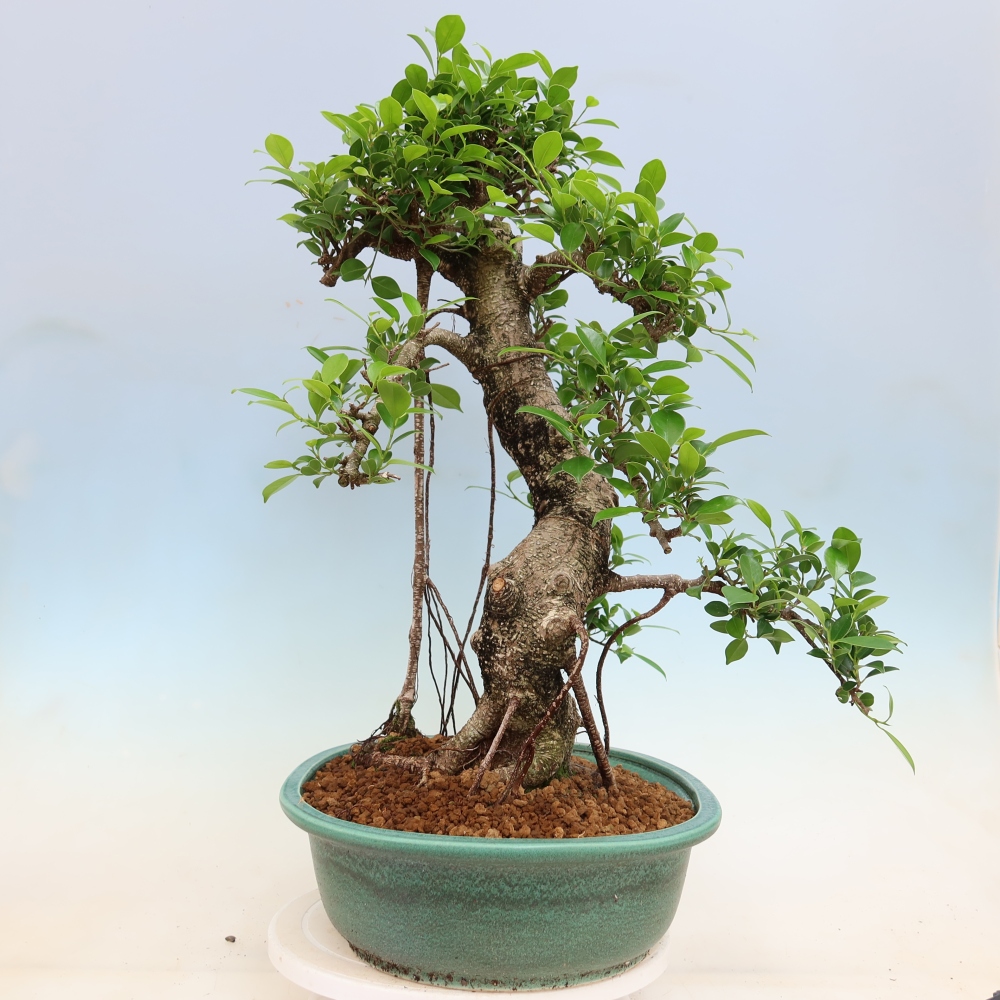 Zimmerbonsai - Ficus kimmen - Kleinblättriger Ficus