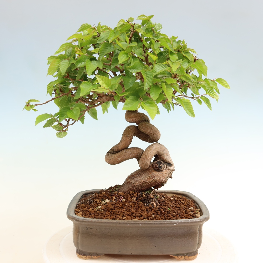 Bonsai für draußen - Karpinus Coreana - Koreanische Hainbuche