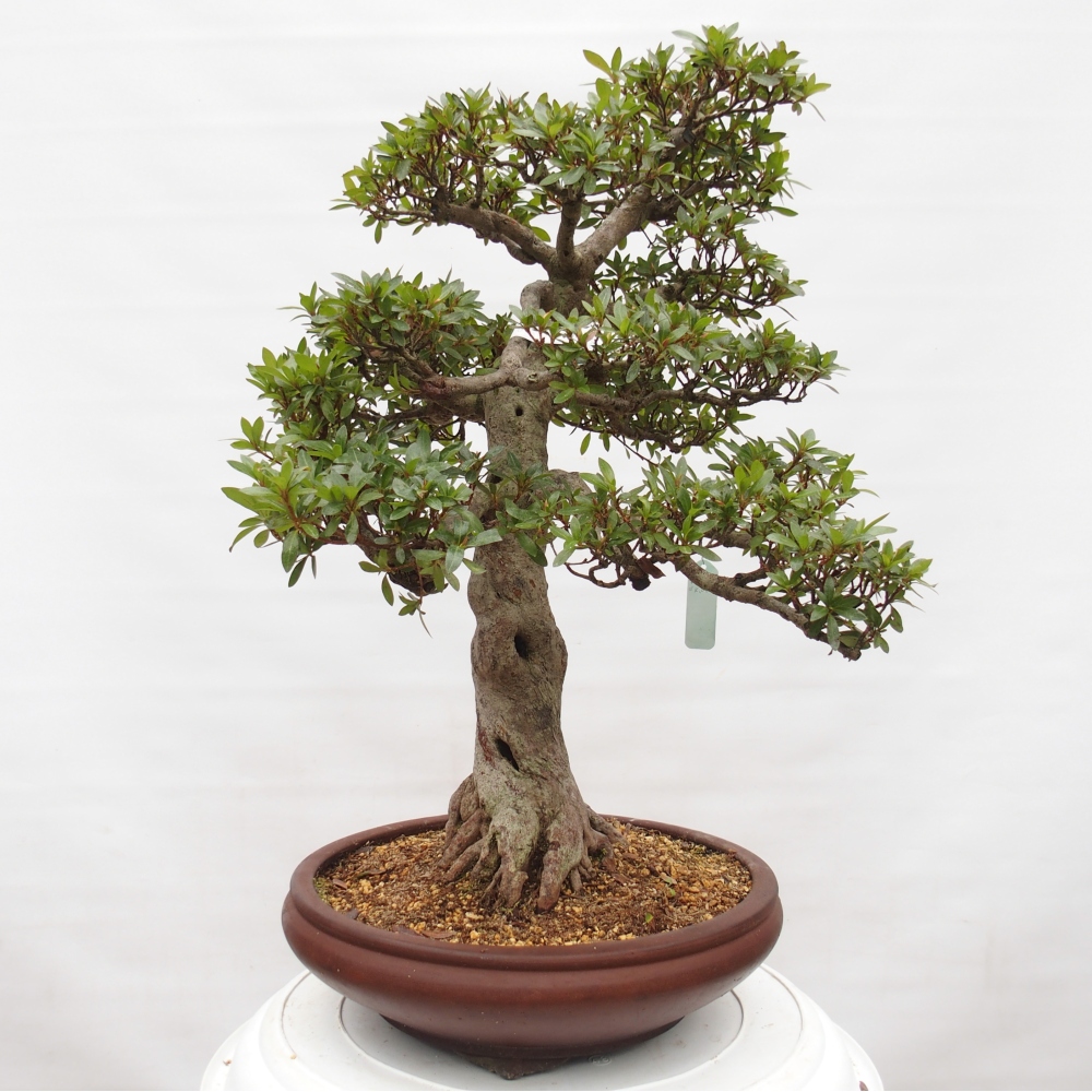 Bonsai für draußen - Japanische Azalee - Azalee Osakazumi