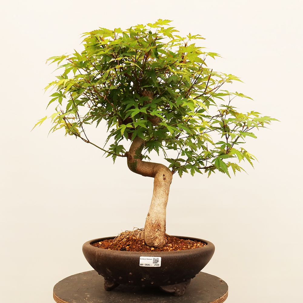 Bonsai für draußen - Ahorn palmatum - Palmen