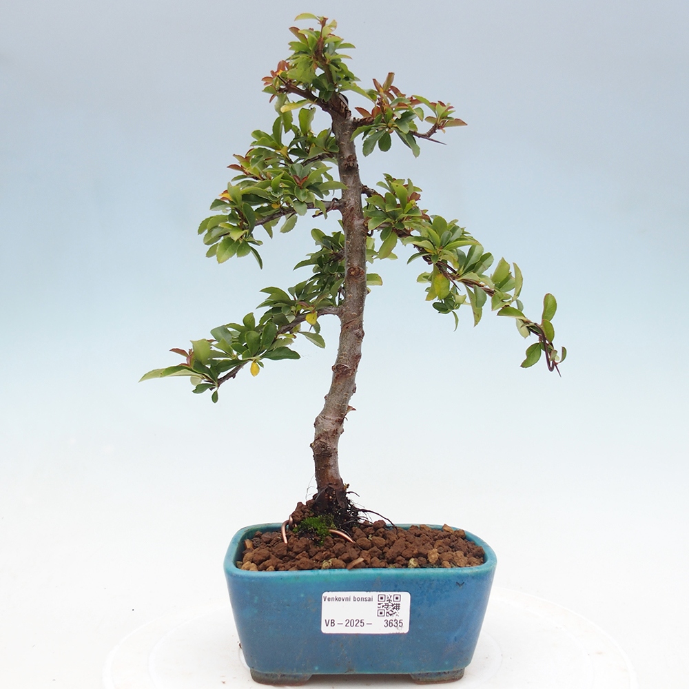 Freiland-Bonsai-Pyracantha Teton -Hlox