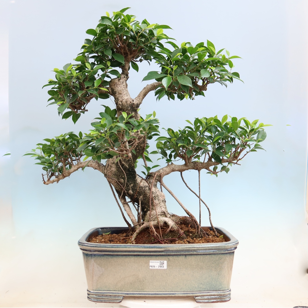 Zimmerbonsai - Ficus kimmen - Kleinblättriger Ficus