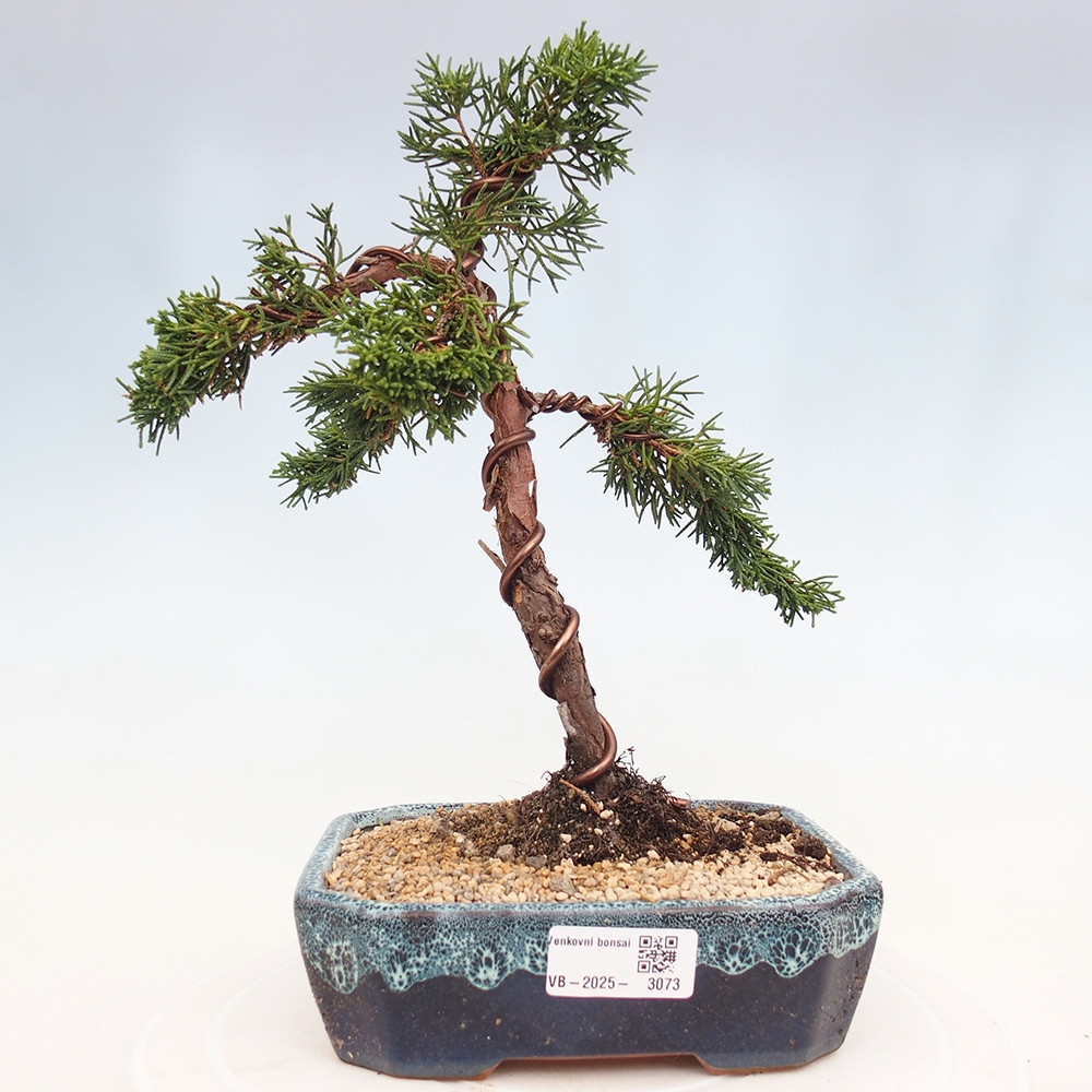 Bonsai für draußen - Juniperus chinensis Kishu