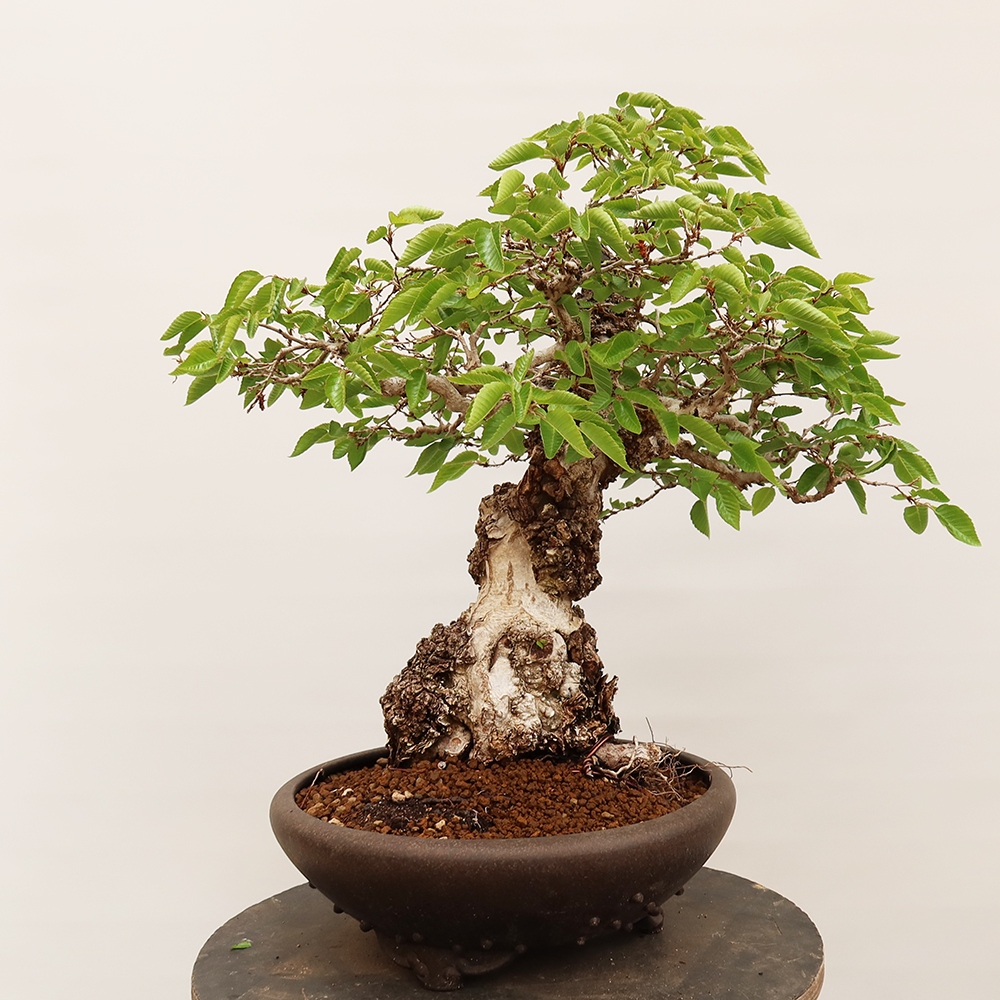Bonsai für draußen - Karpinus Coreana - Koreanische Hainbuche