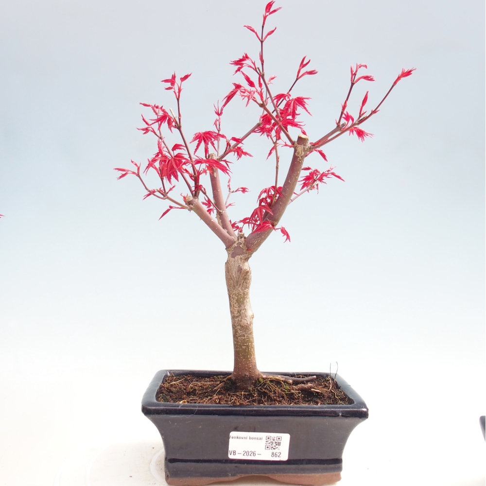 Bonsai für draußen - Acer palmatum DESHOJO