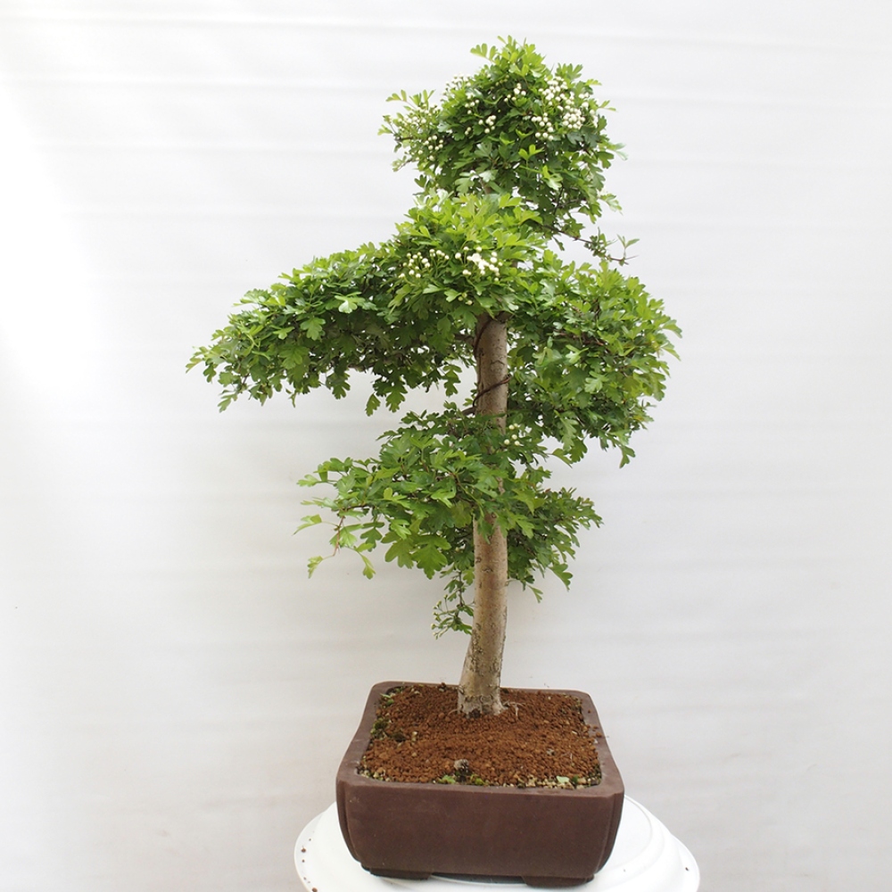 Bonsai für draußen - Weißdorn - Crataegus monogyna