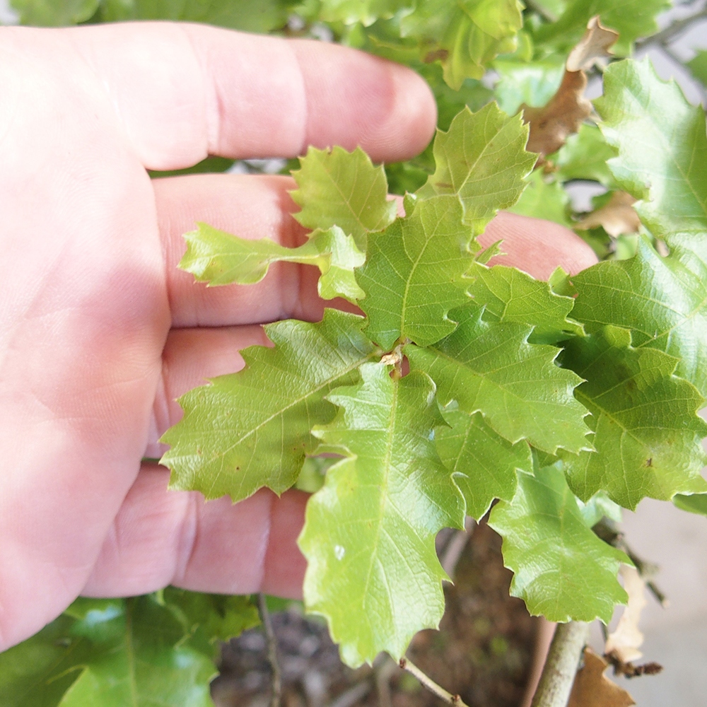 Außenbonsai Quercus Cerris - Eiche Cer