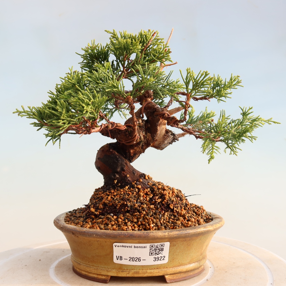 Bonsai für draußen - Juniperus chinensis Itoigawa