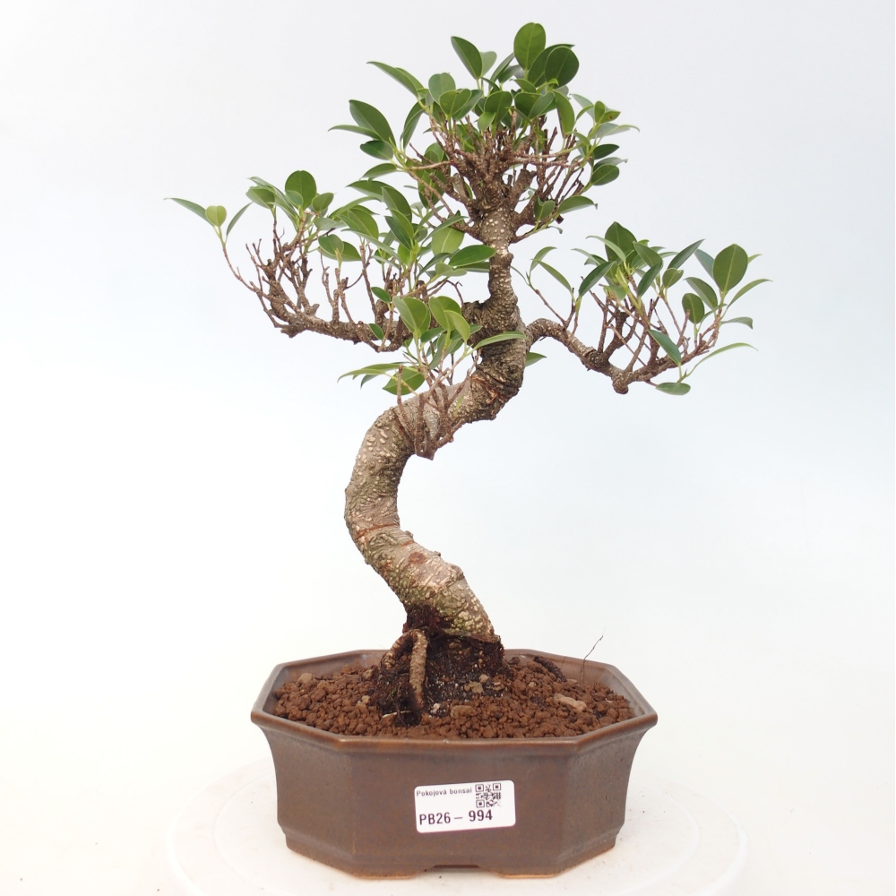 Zimmerbonsai - Ficus retusa - Kleinblättriger Ficus