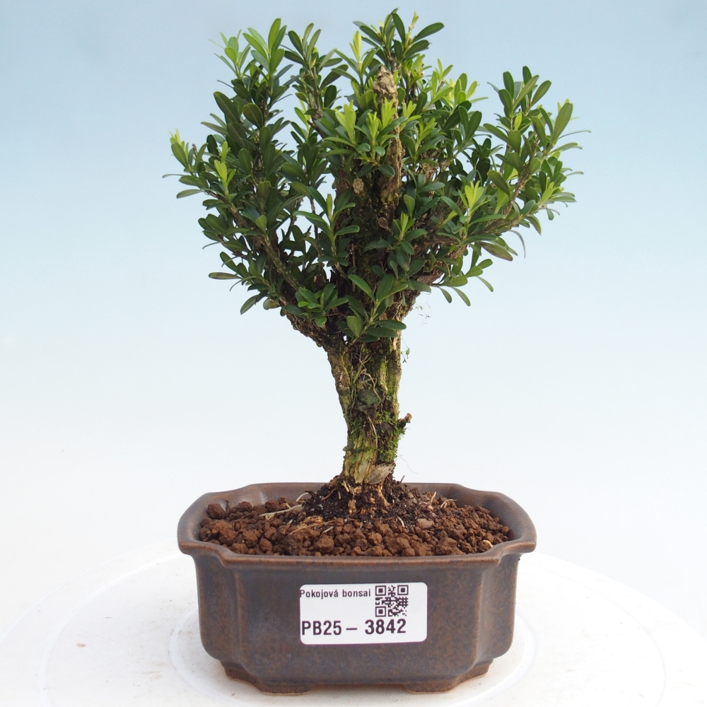 Zimmer Bonsai - Buxus harlandii - Korkbuxus