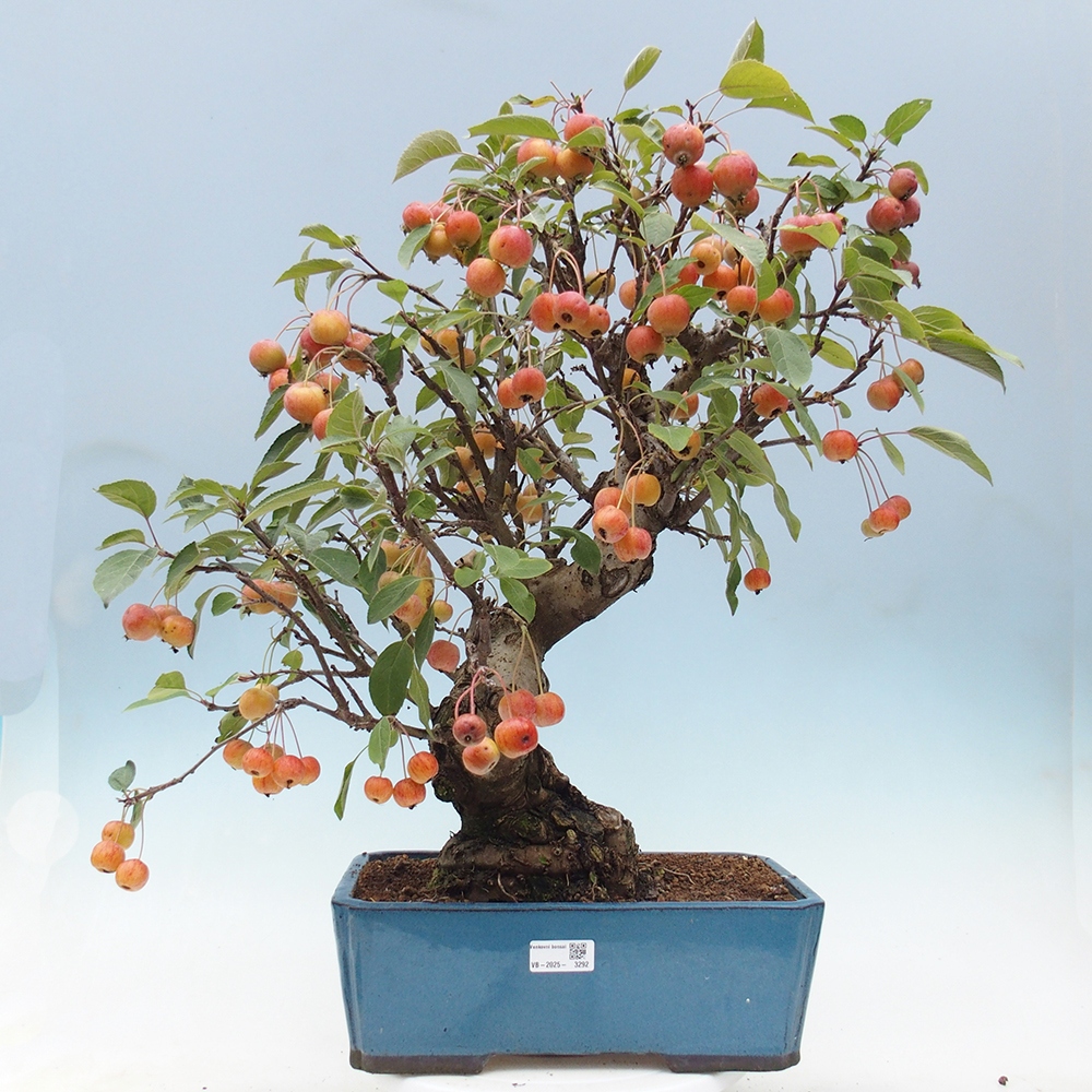 Outdoor-Bonsai -Malus halliana - Kleinfrüchtiger Apfelbaum