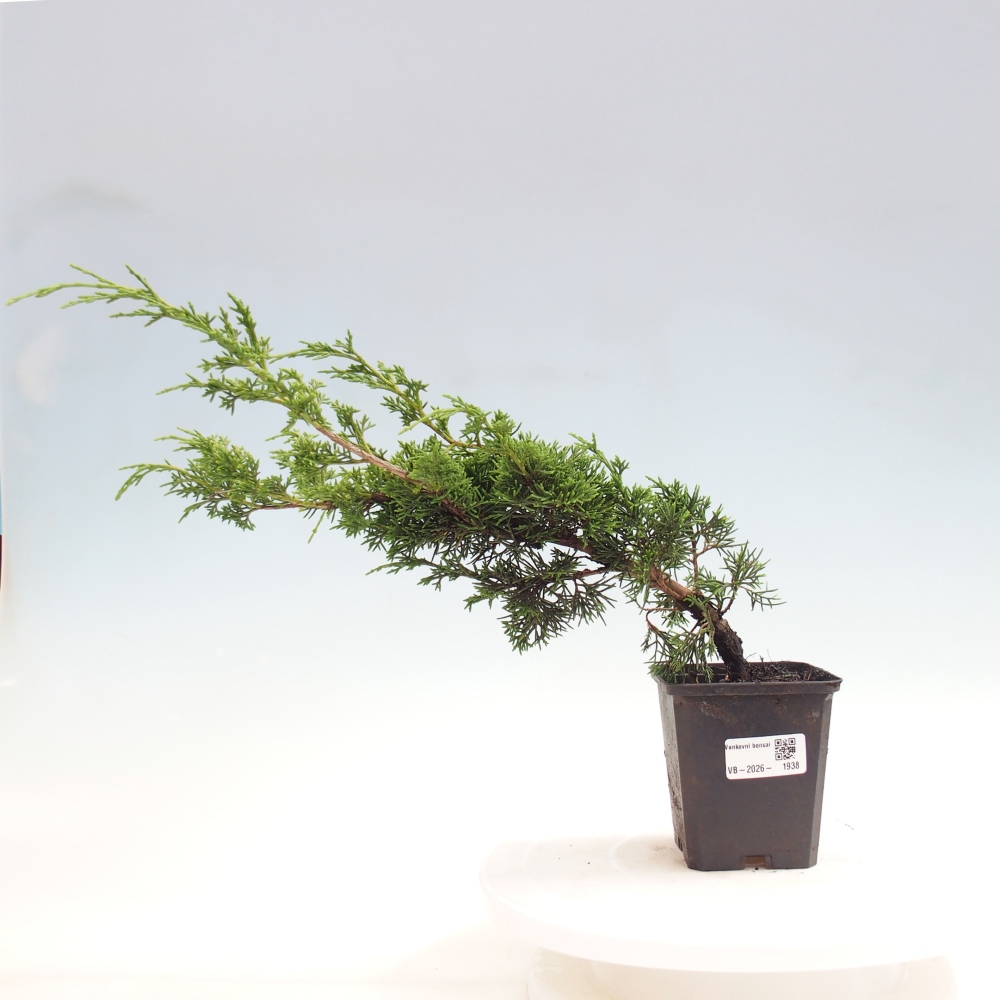 Bonsai für draußen - Juniperus chinensis Itoigawa