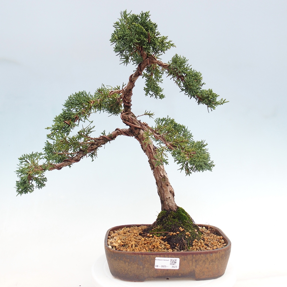 Bonsai für draußen - Juniperus chinensis Kishu