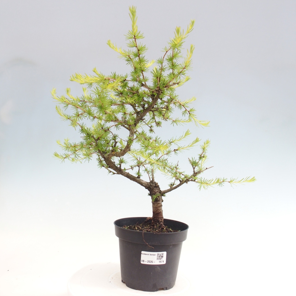 Bonsai für draußen -Larix decidua - Lärche