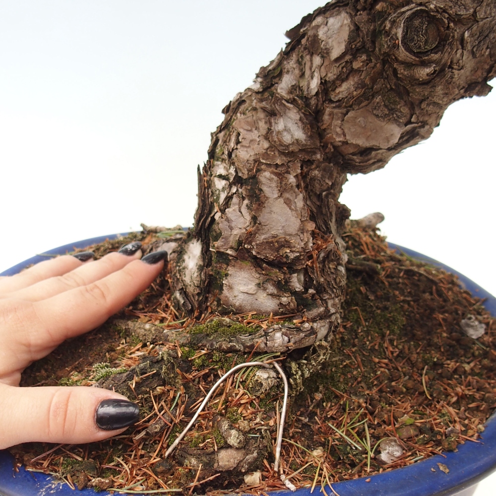 Bonsai für draußen - Pinus parviflora - Pinus parviflora