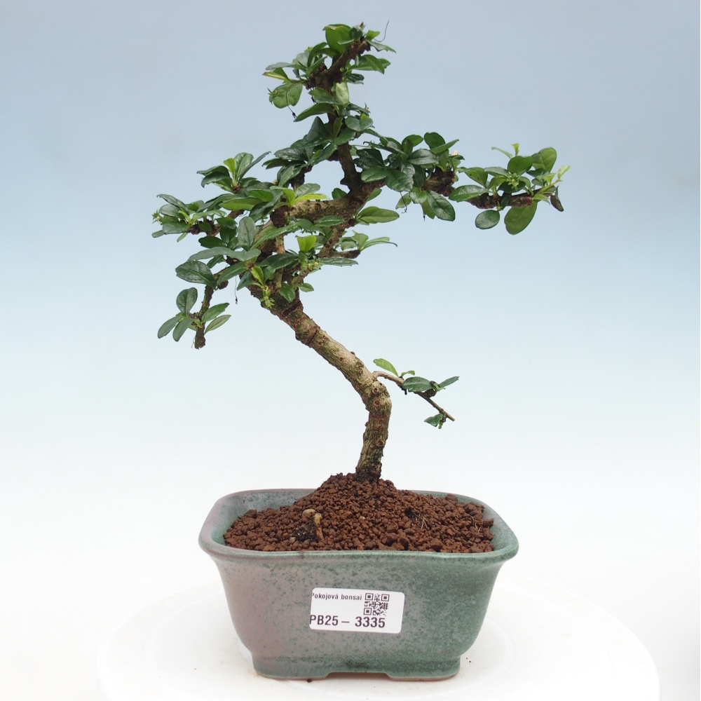 Zimmer-Bonsai - Carmona macrophylla - Tee-Fuki
