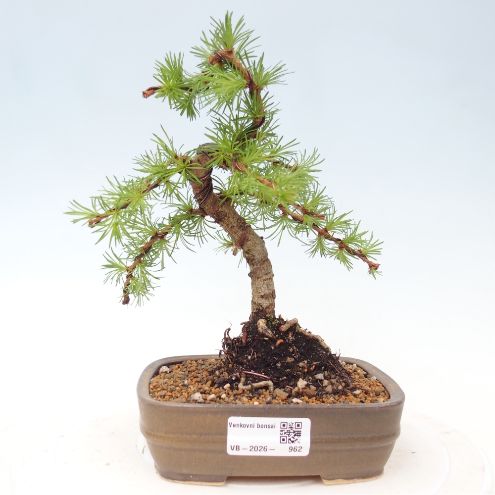 Bonsai für draußen - Larix Kaempferi - Japanische Lärche