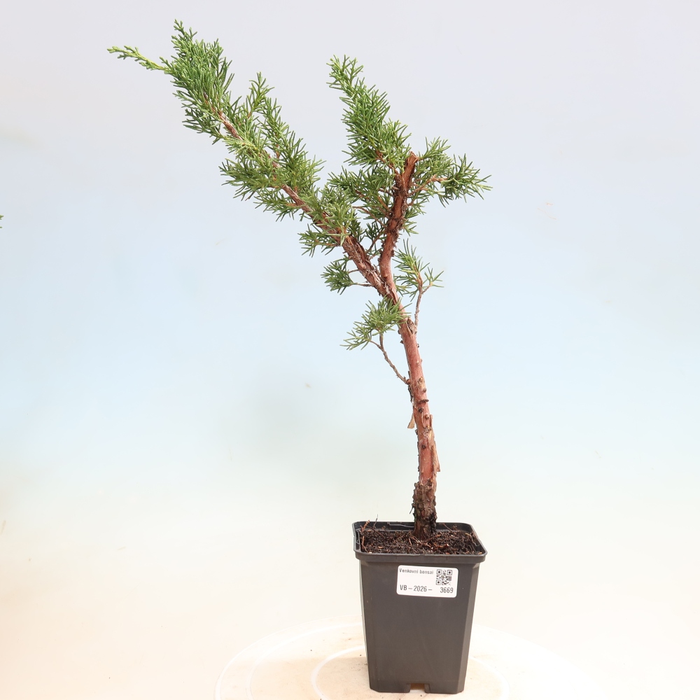 Bonsai für draußen - Juniperus chinensis Kishu