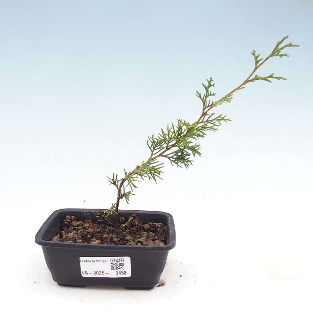 Bonsai für draußen - Juniperus chinensis Itoigawa