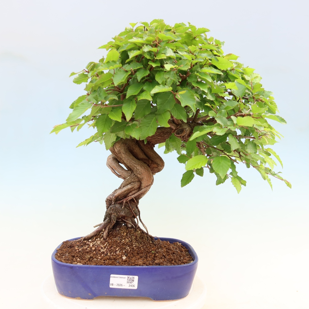 Bonsai für draußen - Karpinus Coreana - Koreanische Hainbuche