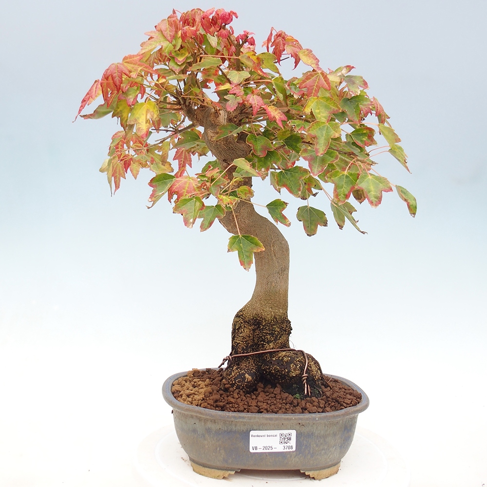 Bonsai für draußen - Acer Buergerianum - Bergahorn