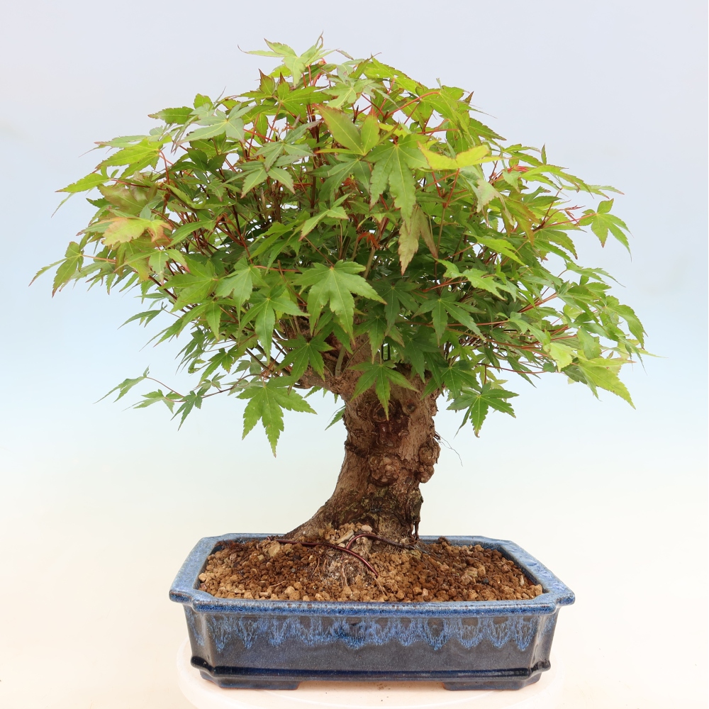Bonsai für draußen - Ahorn Burger - Acer Burgerianum