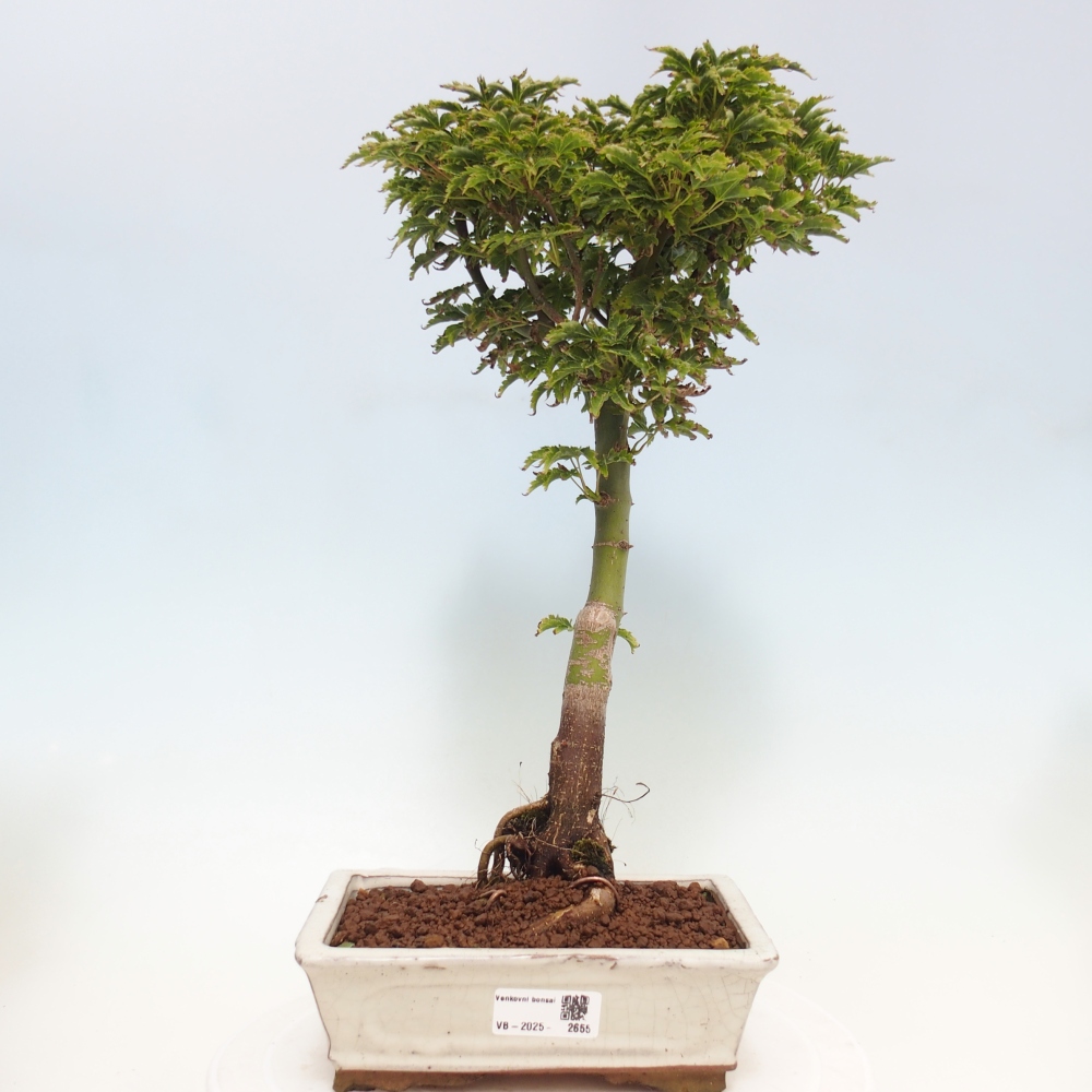 Bonsai für draußen -Javor-Palme Acer palmatum Shishigashira