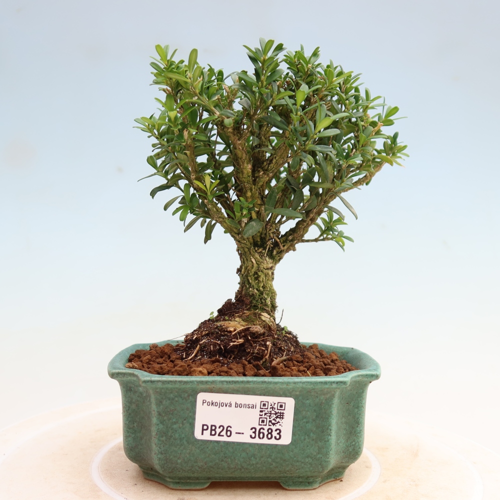 Zimmer Bonsai - Buxus harlandii - Korkbuxus