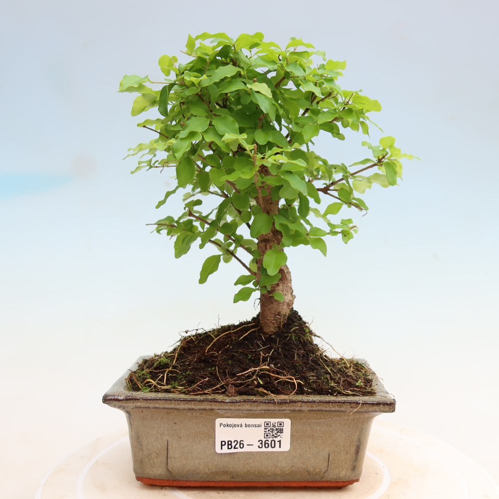 Zimmer Bonsai -Ligustrum chinensis - Vogelschnabel