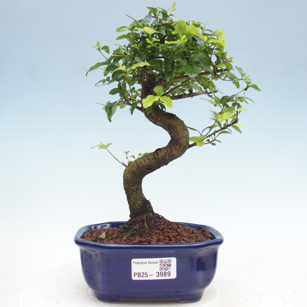 Zimmer Bonsai -Ligustrum chinensis - Vogelschnabel