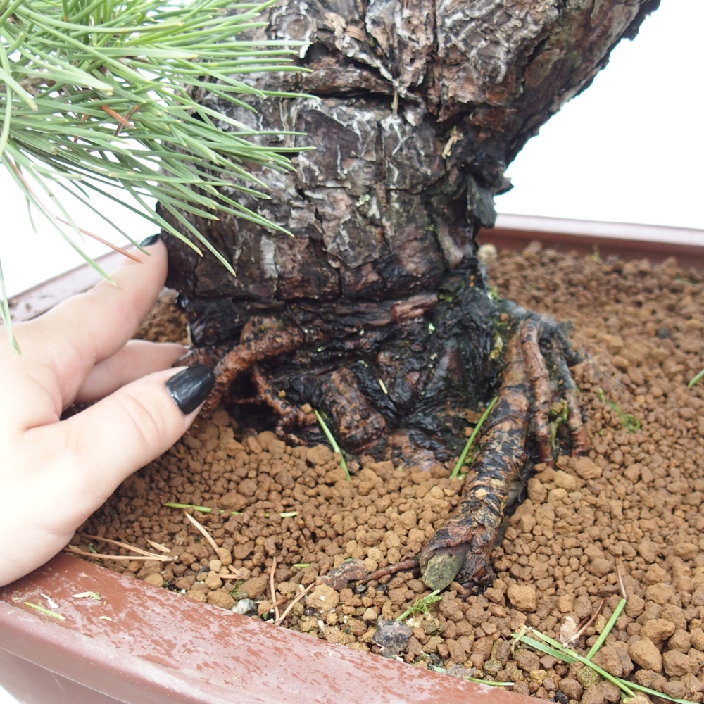 Bonsai für draußen - Pinus thunbergii - Thunberg-Kiefer