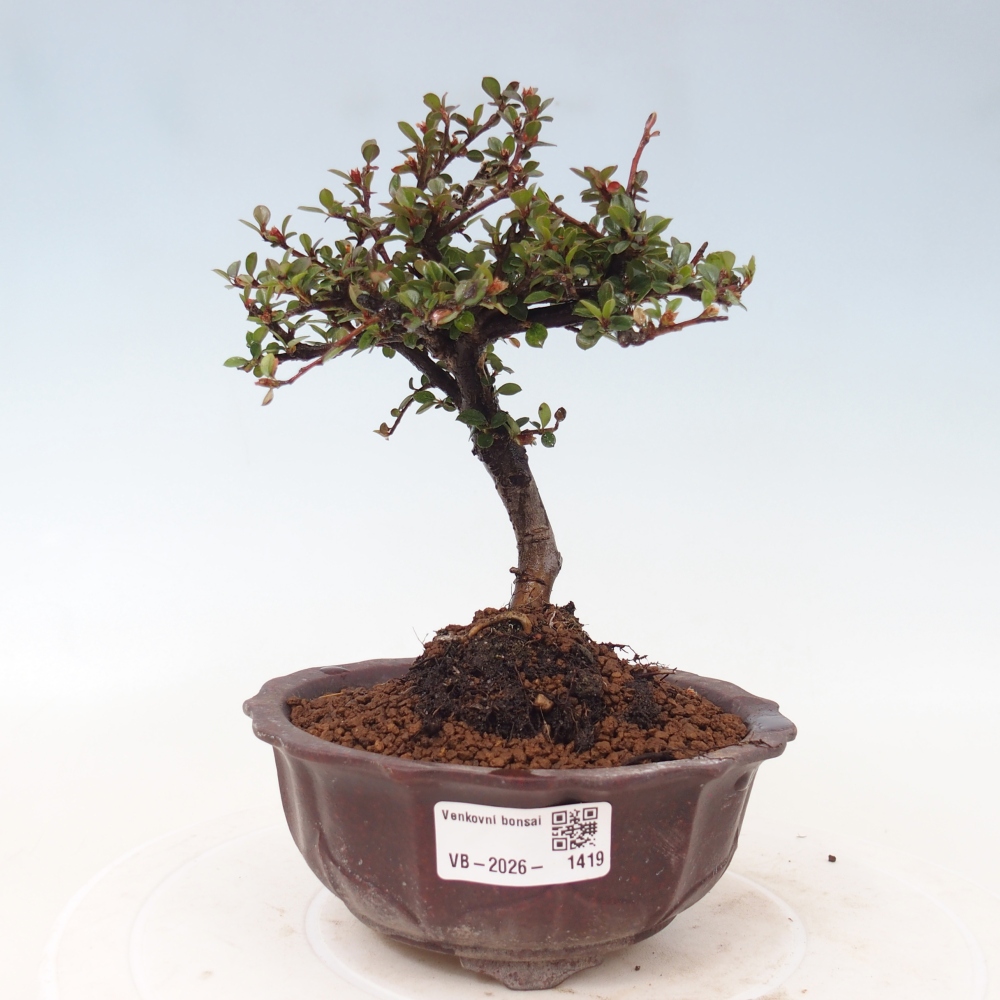 Bonsai für draußen - Cotoneaster horizontalis - Rocky Mountain