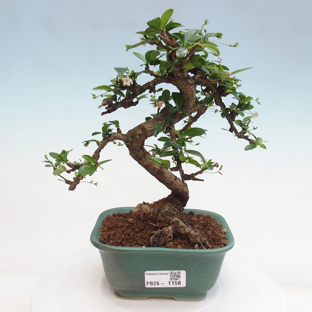 Zimmer-Bonsai - Carmona macrophylla - Tee-Fuki