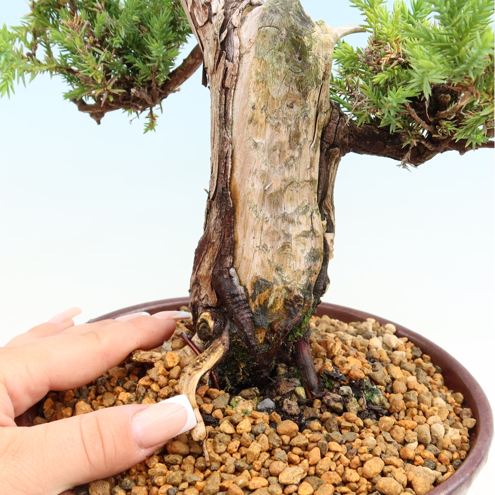 Bonsai für den Außenbereich – Juniperus squamata – Schuppiger Wacholder
