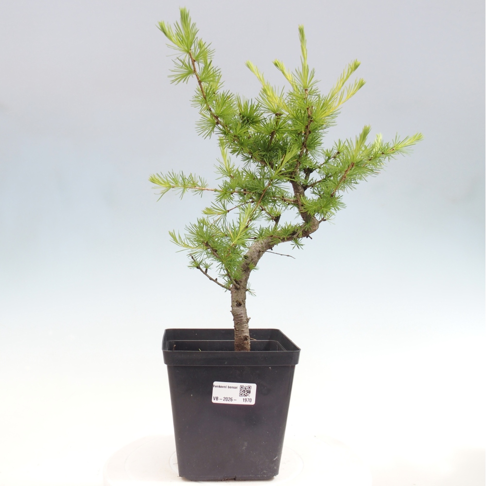 Bonsai für draußen -Larix decidua - Lärche