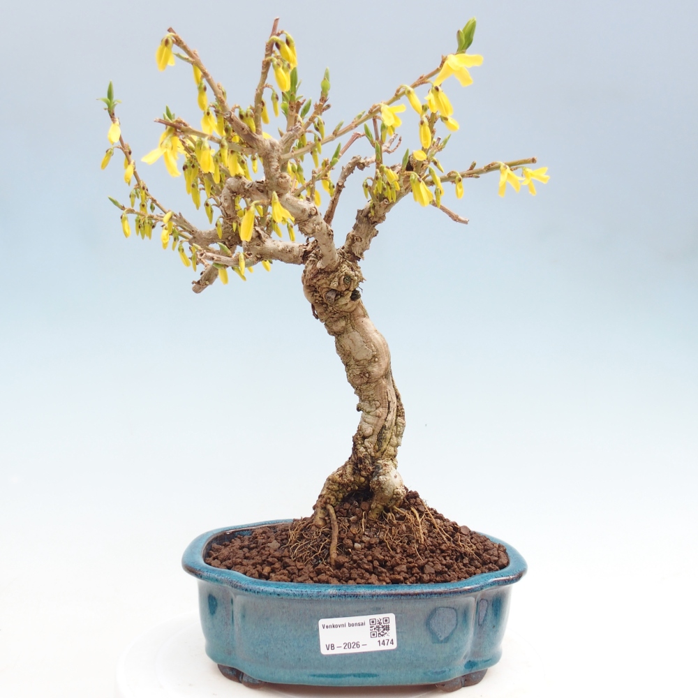 Bonsai für draußen - Zlatice - Forsythia koreana