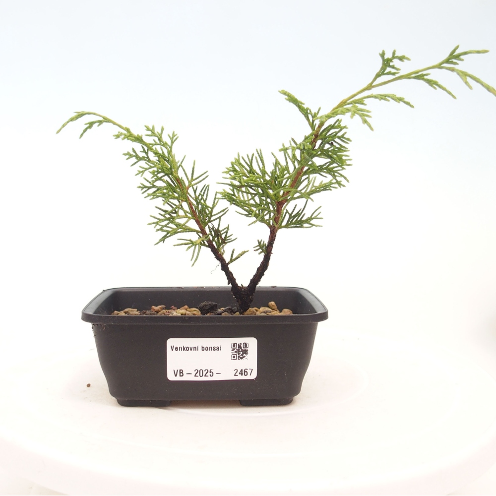 Bonsai für draußen - Juniperus chinensis Itoigawa