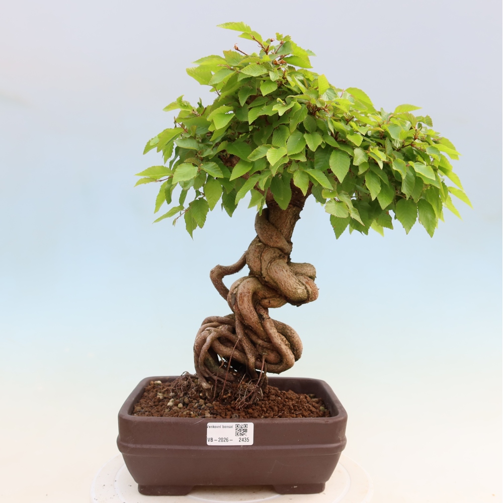 Bonsai für draußen - Karpinus Coreana - Koreanische Hainbuche